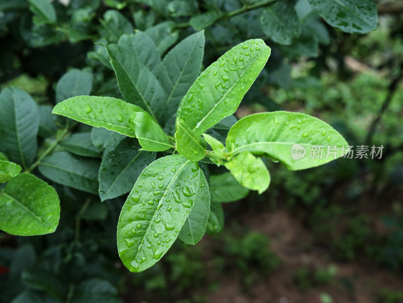 春天绿色的植物叶子树叶和水滴雨滴