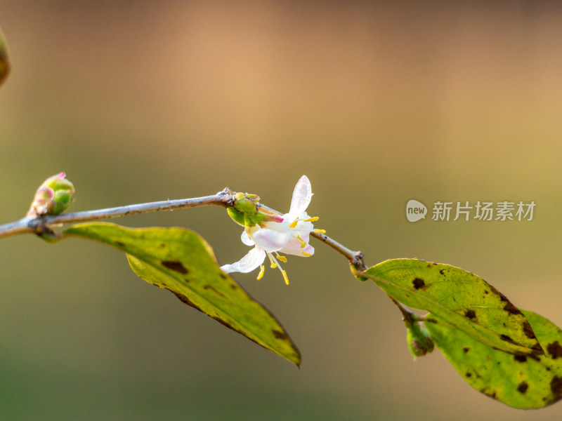 开放的郁香忍冬