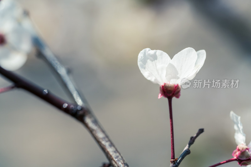 盛开的白色樱花特写