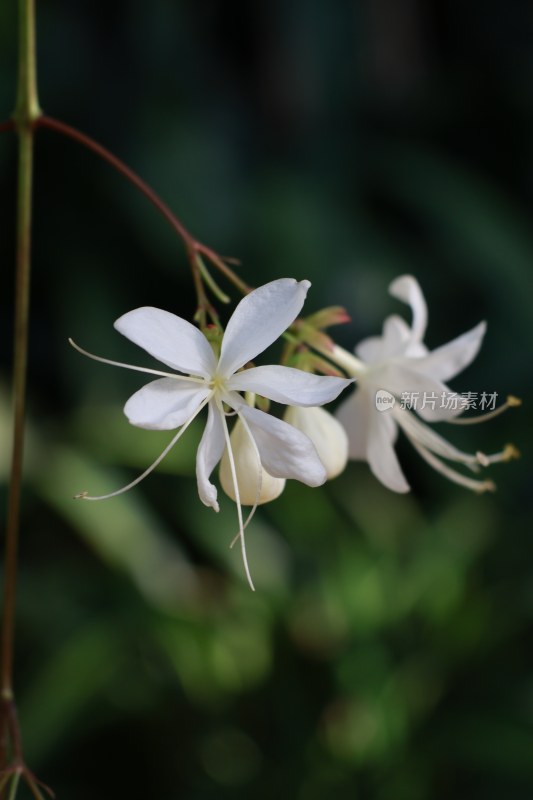 花朵随拍