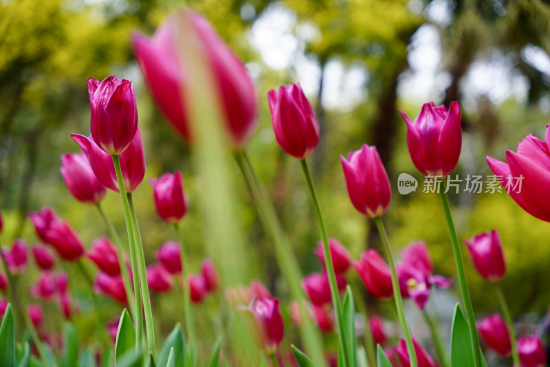 郁金香特写