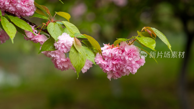 春季樱花素材