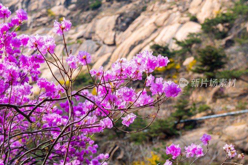 青岛大珠山杜鹃花风光