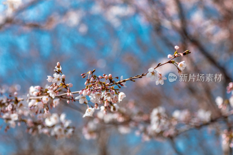 春季蓝天下的樱花特写