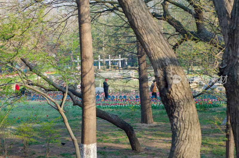 青岛中山公园春天