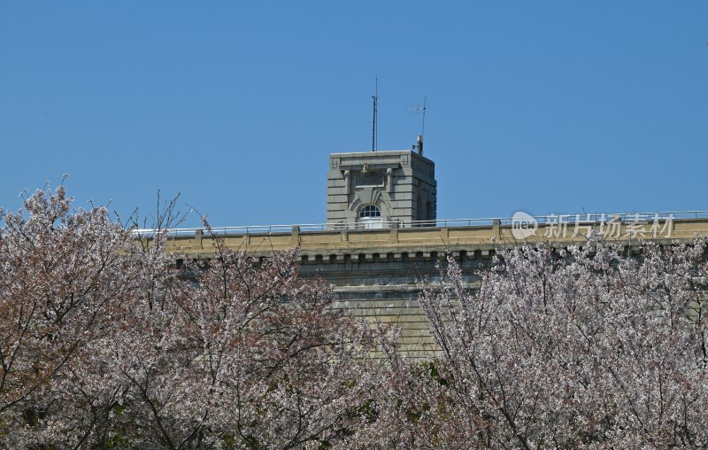 樱花季节