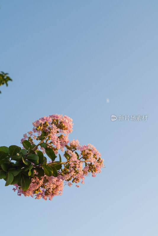 淡蓝色天空下粉红色开花植物的低角度视图