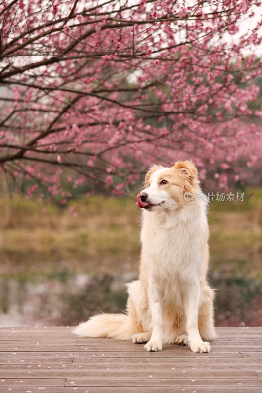 坐在梅花树下的边境牧羊犬