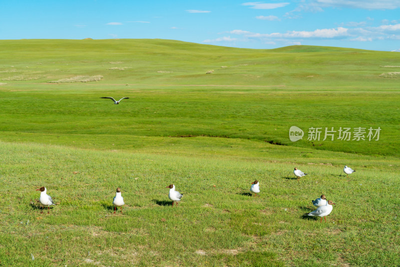 中国新疆伊犁巴音布鲁克草原的红嘴鸥