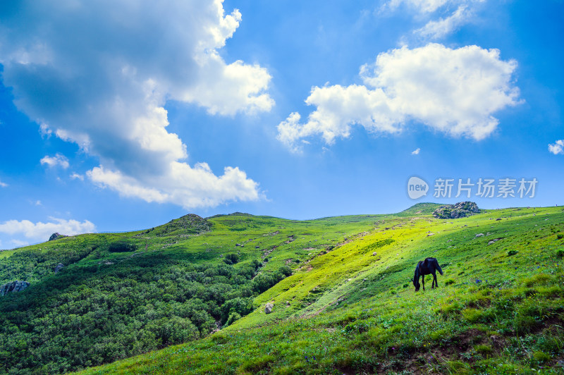 夏季蓝天白云绿色高山草甸牧场牛吃草