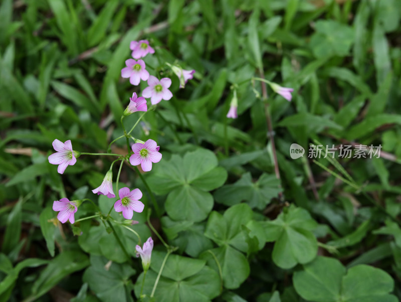 春天绿色的草地和盛开的紫色鲜花的风景