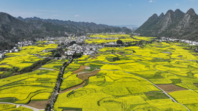 金色田园风光  油菜花海与村落