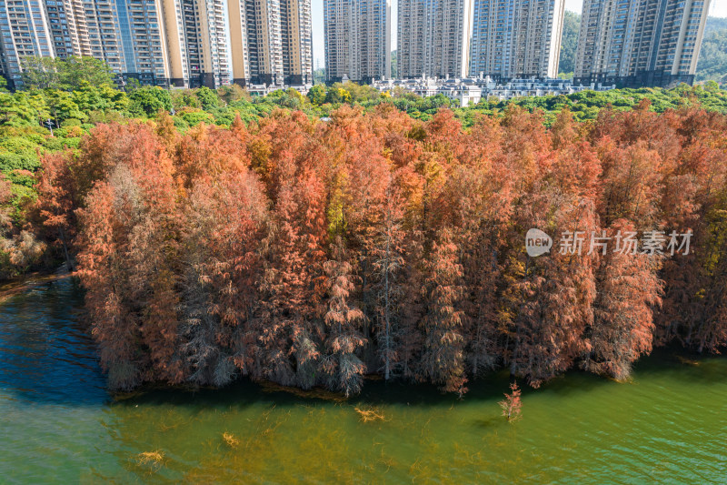 深圳大山陂水库水杉林秋色