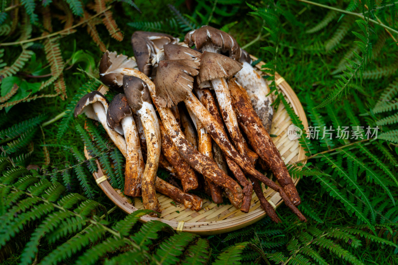 云南野生菌烧鸡纵菌2