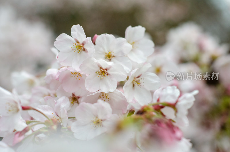 春天盛开的东京樱花