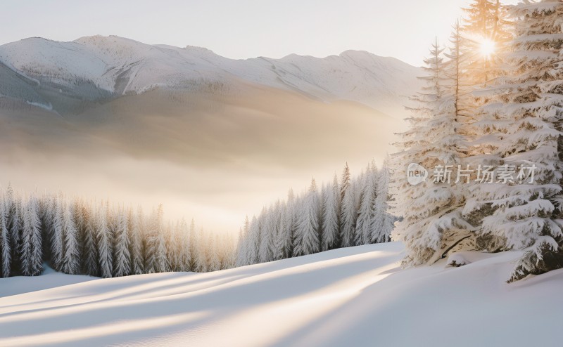 冬季森林白雪覆盖风景