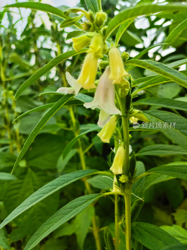 夏天成熟的芝麻籽苗杆植物特写自然