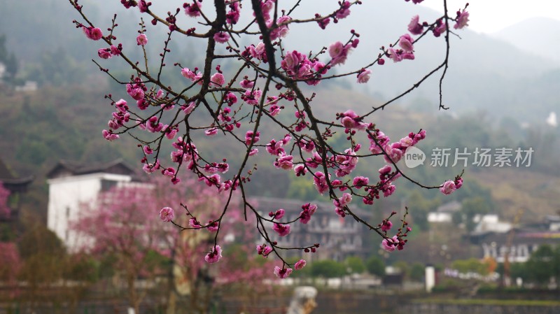 冬梅腊梅梅花花朵盛开