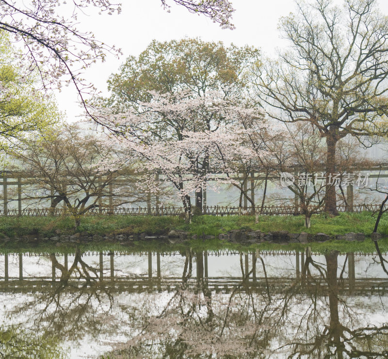 杭州西湖花港观鱼风景