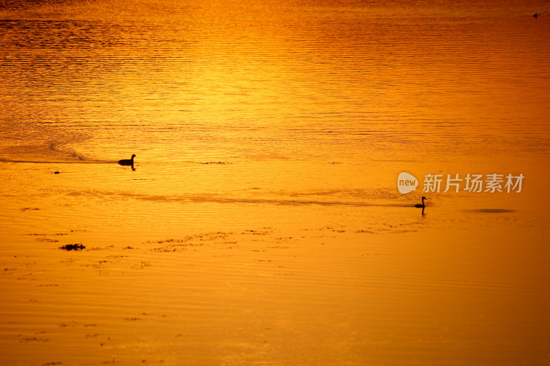 夕阳下水面上的鸟群晚霞