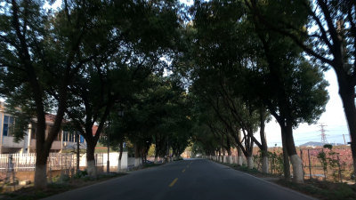 林荫道路两旁树木风景