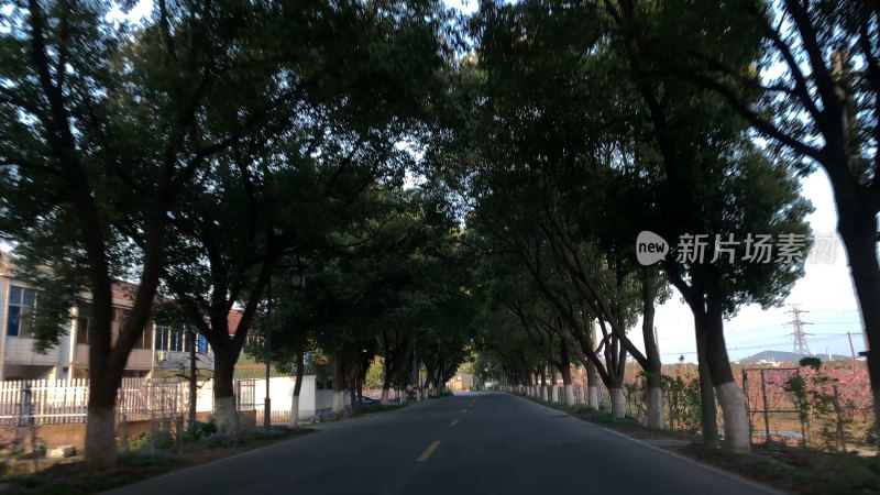 林荫道路两旁树木风景