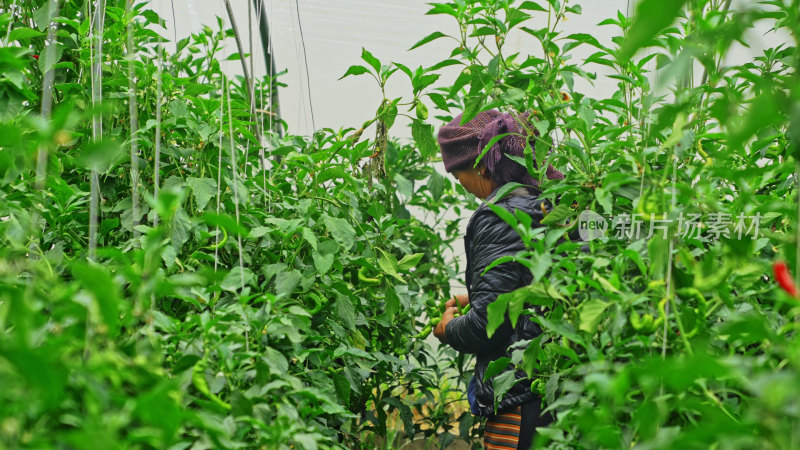 西藏日喀则白朗县蔬菜种植基地