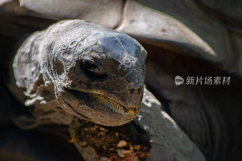 乌龟海龟两栖动物