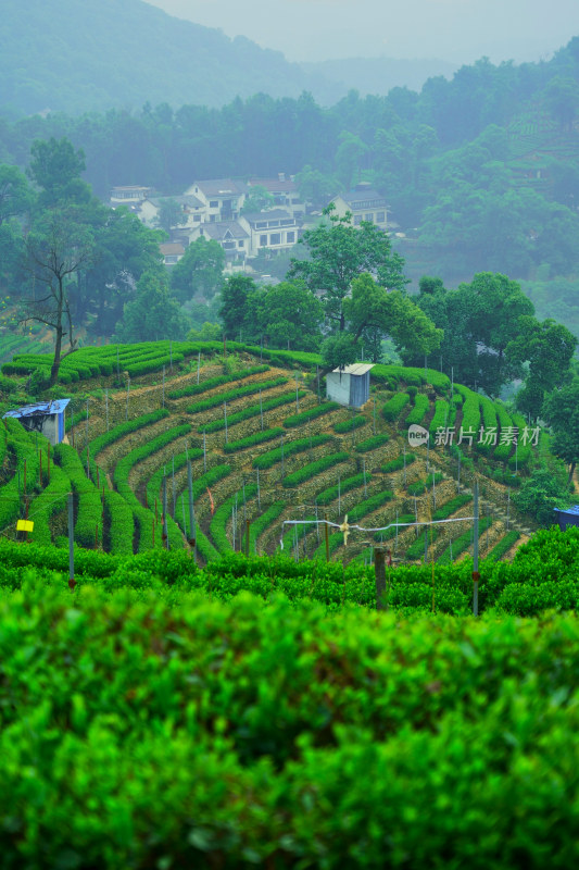 晨雾中的茶园