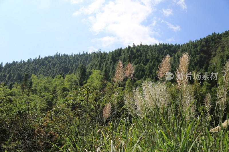 山林 森林 树木 芒草