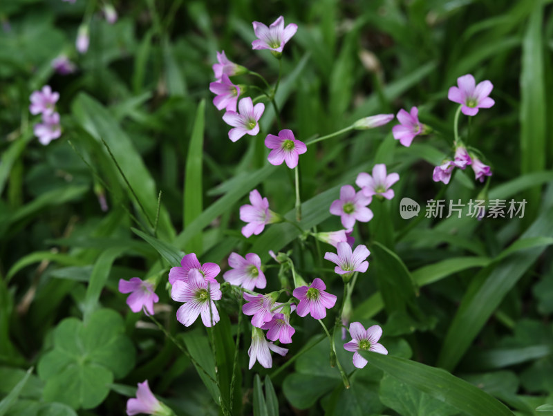 春天绿色的草地和盛开的紫色鲜花的风景