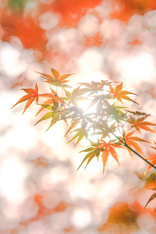 秋日阳光下的枫叶特写