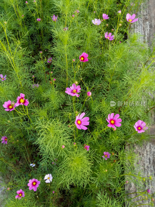 粉色波斯菊植物特写