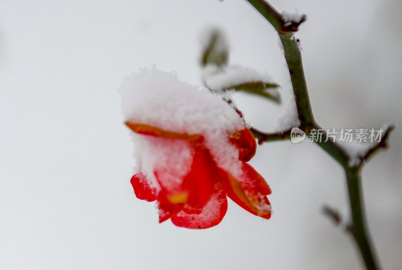 重庆酉阳：雪中月季花