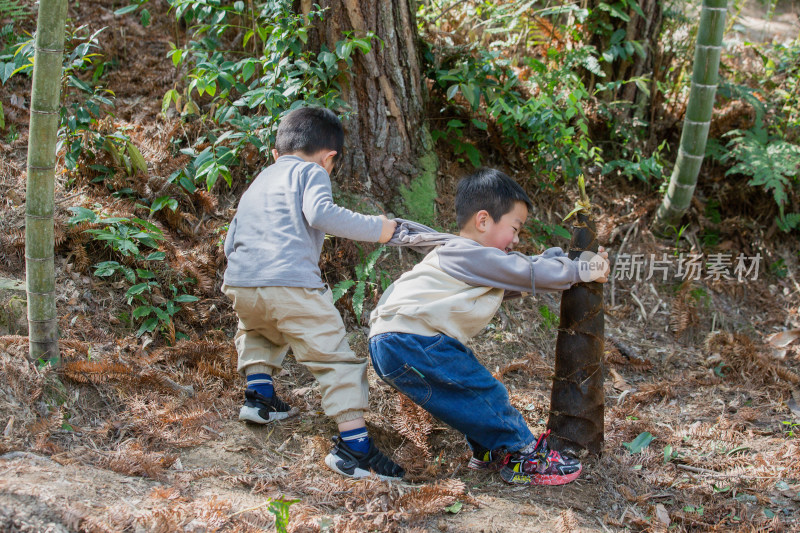 儿童在竹林里拉春笋