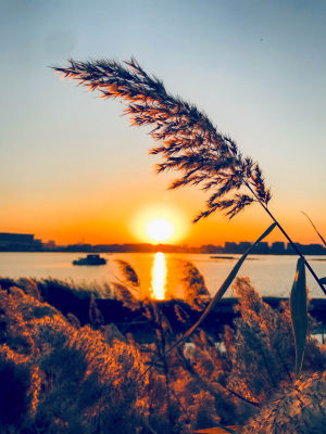 夕阳下随风摇曳的芦苇荡