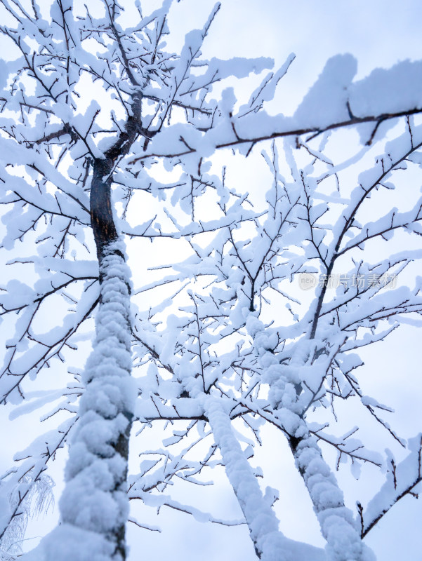 雪后的树干