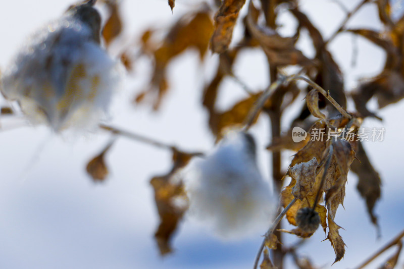 带雪的枯萎植物特写