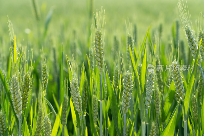 绿色小麦麦穗