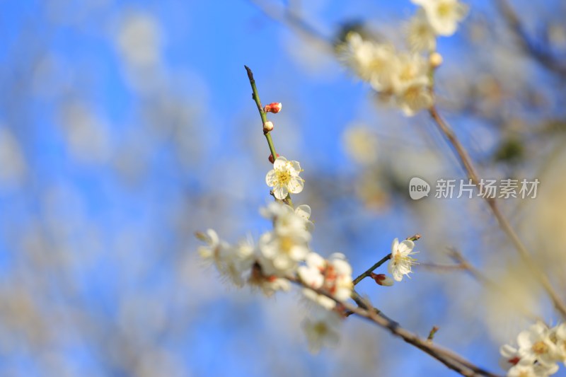 蓝天下绽放的白色梅花