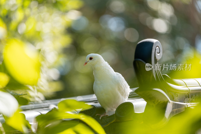 屋檐上的白色鸽子