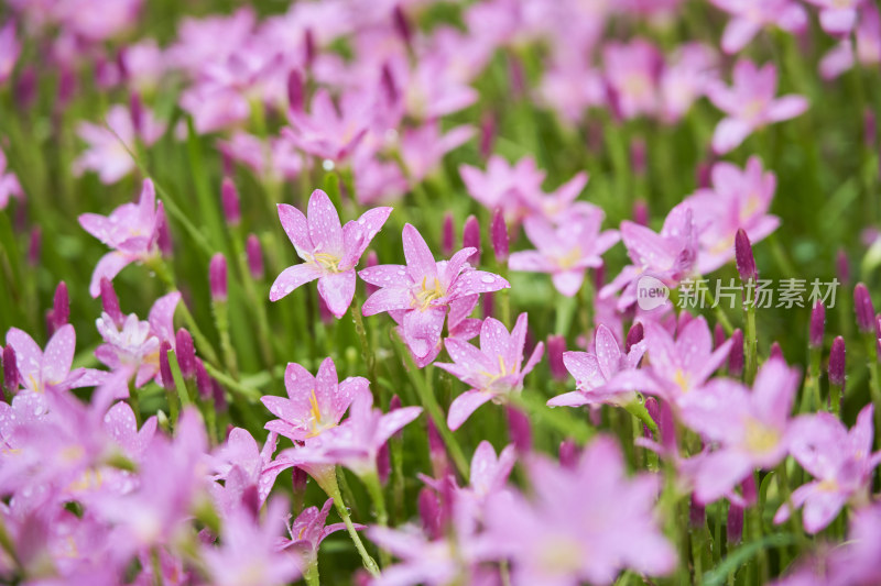 粉色的风雨兰花海