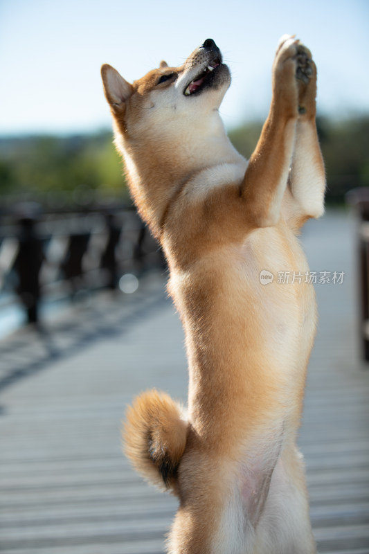 栈道上一只会拜拜的柴犬