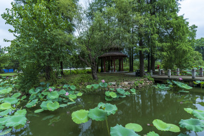 武汉东湖磨山景区盆景园