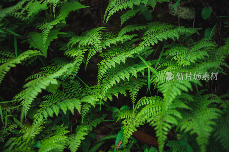 青翠绿色蕨类植物叶子