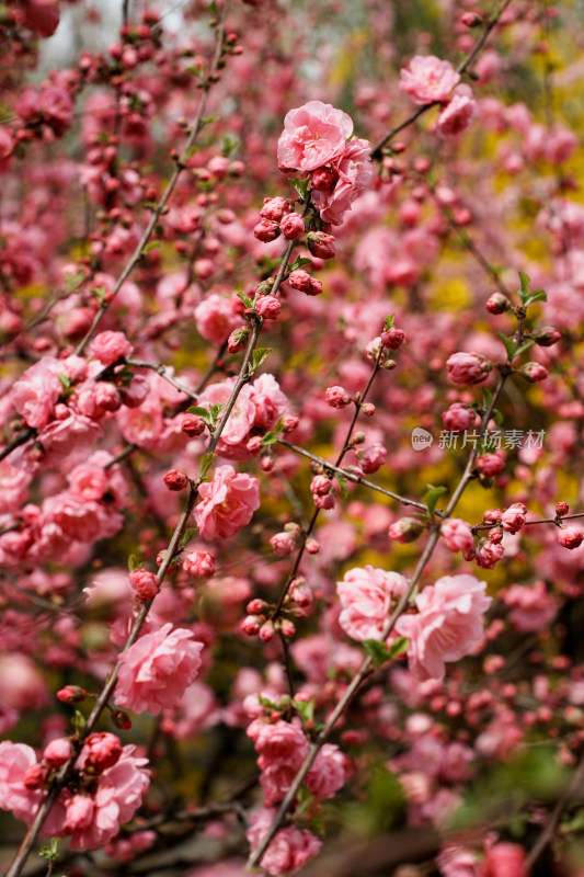 北京四得公园桃花树桃花