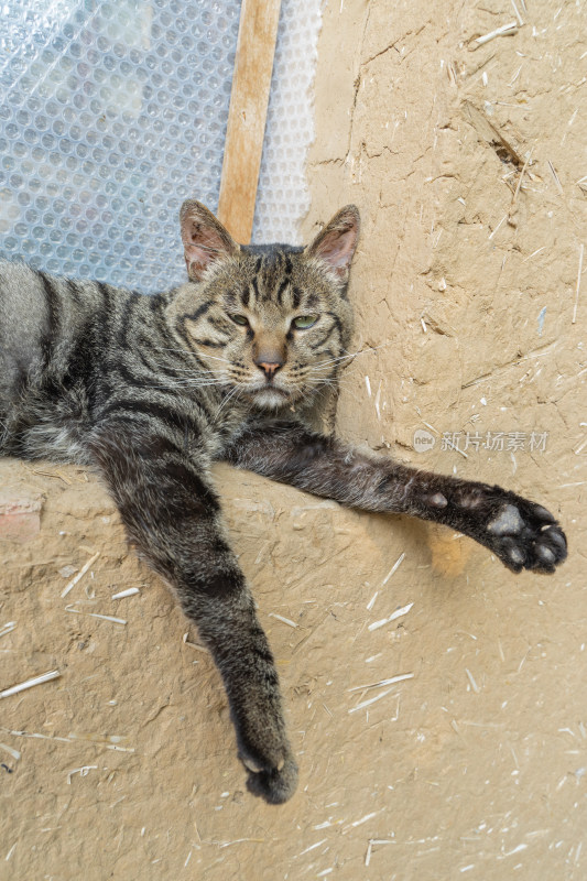 猫躺在窗台上农村院子土墙土房