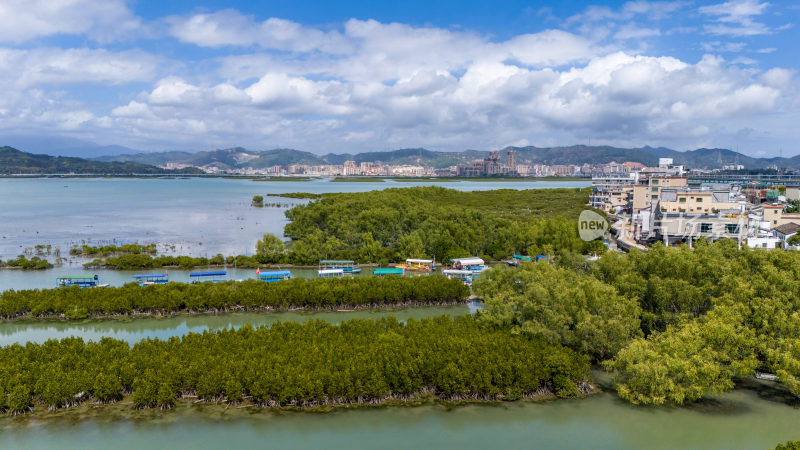 惠州盐洲海洋湿地公园-红树林湿地风光