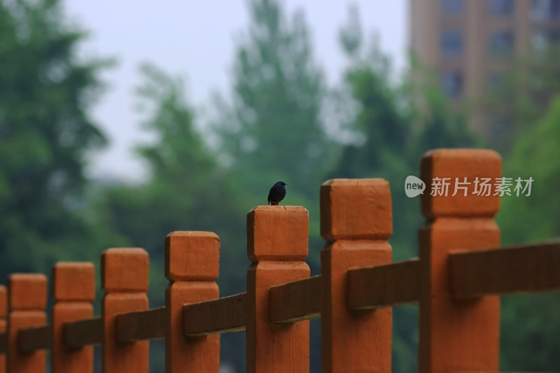 围栏上的小鸟