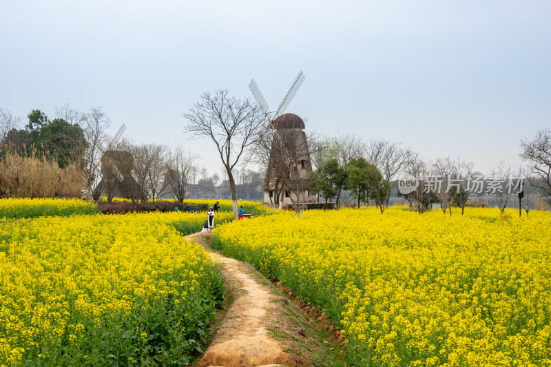 油菜花花海